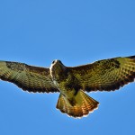 Picture of a Buzzard in flight