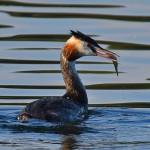 Picture of a Great Crested Grebe with a fish in its beak