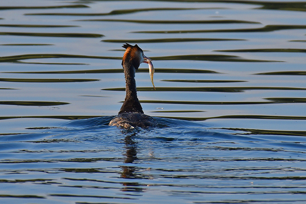 Picture of a Great Crested Grebe with a fish seen from the back