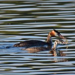 Picture of a Great Crested Grebe holding a fish with a juvenile Grebe next to it