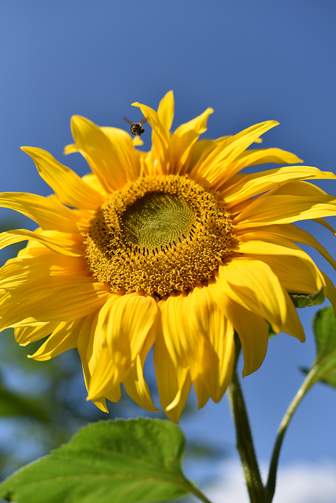 Picture of a sunflower with a bee in flight