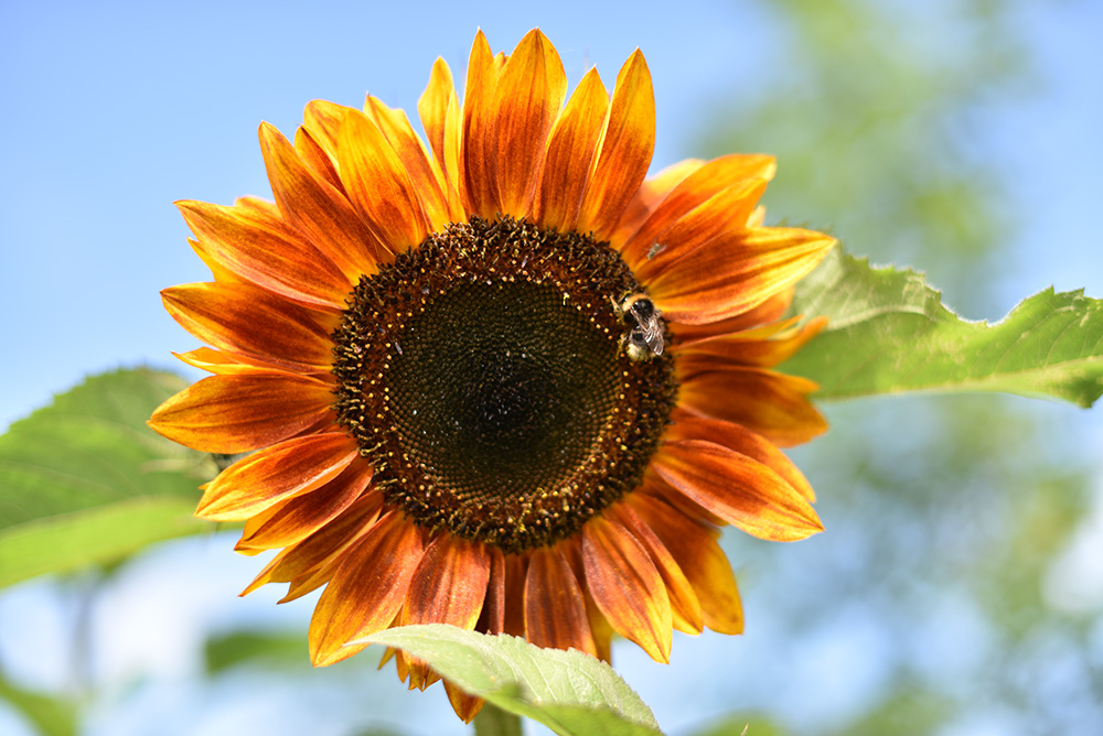 Picture of an orange sunflower with a feeding bee