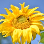 Picture of a sunflower with a feeding bee