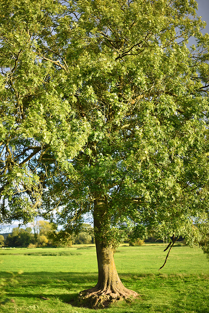 Picture of a tree in the evening sun