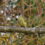 Picture of a Green Woodpecker