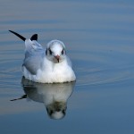 Picture of a juvenile Black-Headed Gull