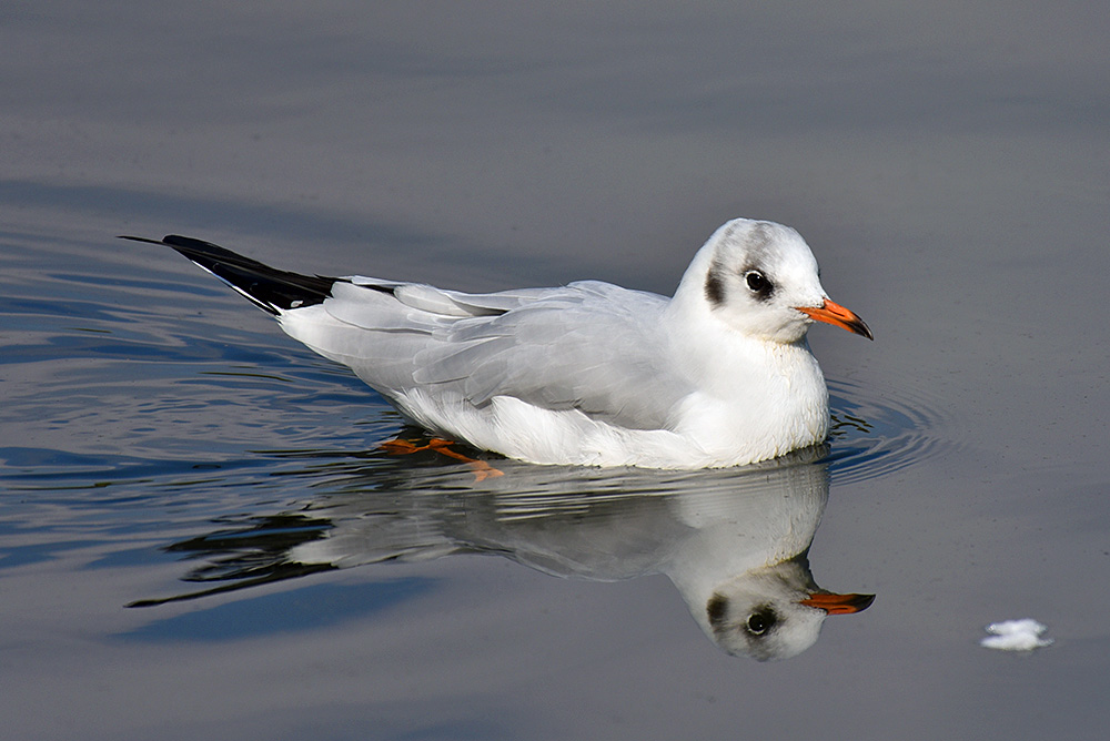 Picture of a juvenile Black-Headed Gull