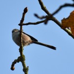Picture of a Long Tailed Tit