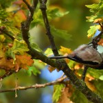 Picture of a Long Tailed Tit in a tree in autumn colours