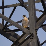 Picture of a Peregrine Falcon sitting on a pylon