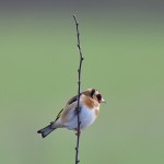 Picture of a Goldfinch sitting on a vertical twig