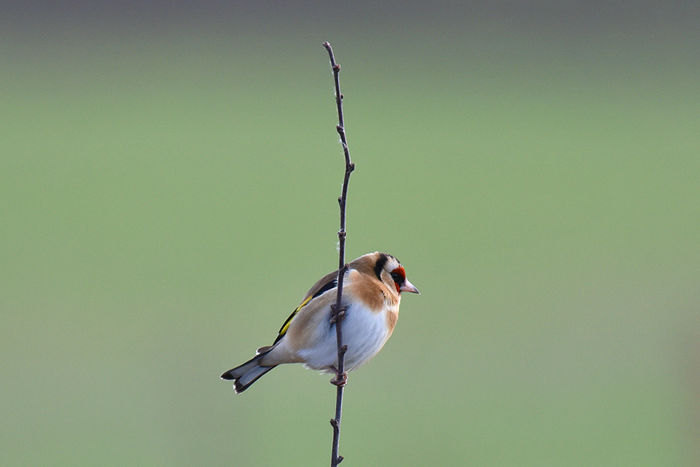 Picture of a Goldfinch sitting on a vertical twig