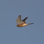Picture of a Kestrel in flight