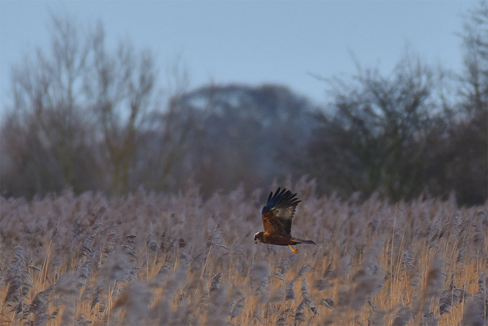 Picture of a Marsh Harrier flying over reedbeds