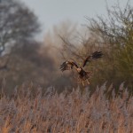 Picture of a Marsh Harrier hovering over a reedbed