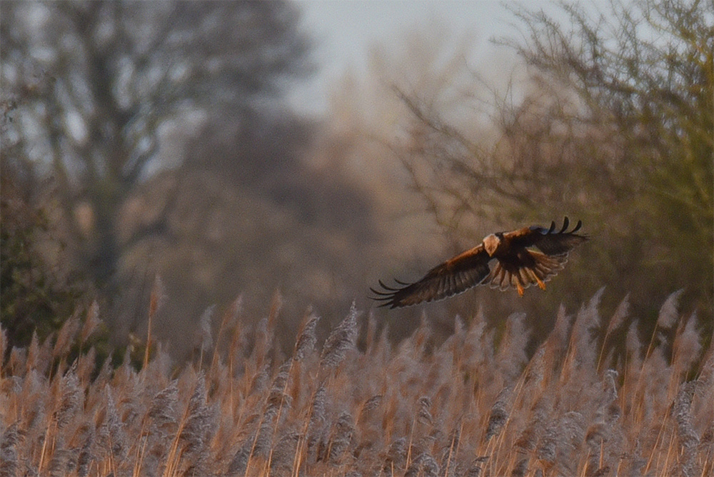 Picture of a Marsh Harrier hovering over reedbeds