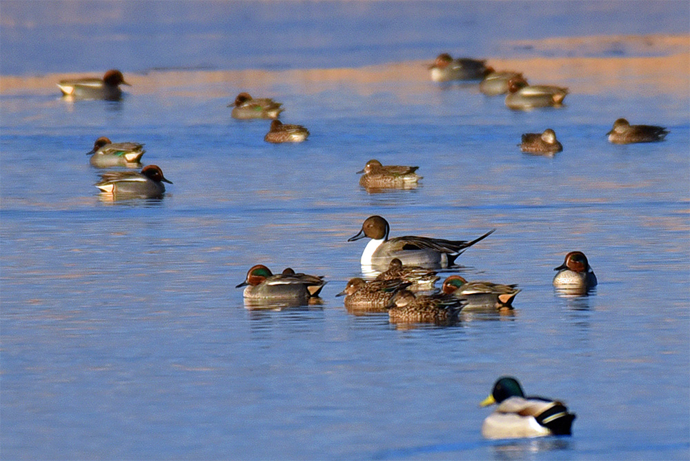 Picture of a Pintail with mainly Teal ducks around it