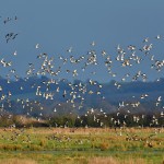Picture of a large number of Wigeon ducks in flight over a wetland