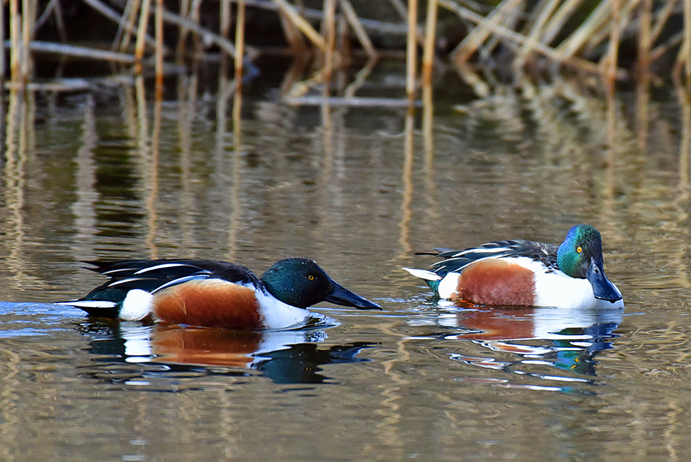 Picture of two male shovelers