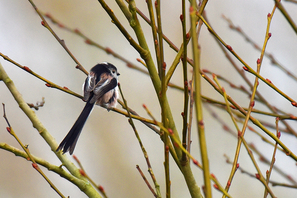 Picture of a Long-tailed Tit