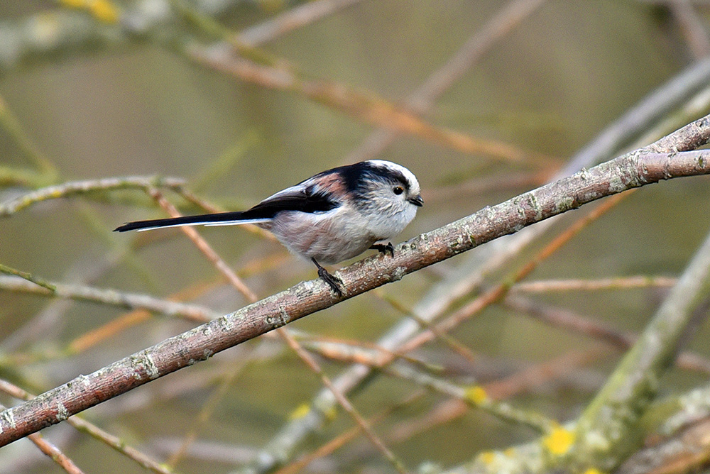 Picture of a Long-tailed Tit