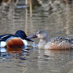 Picture of male and female shovelers