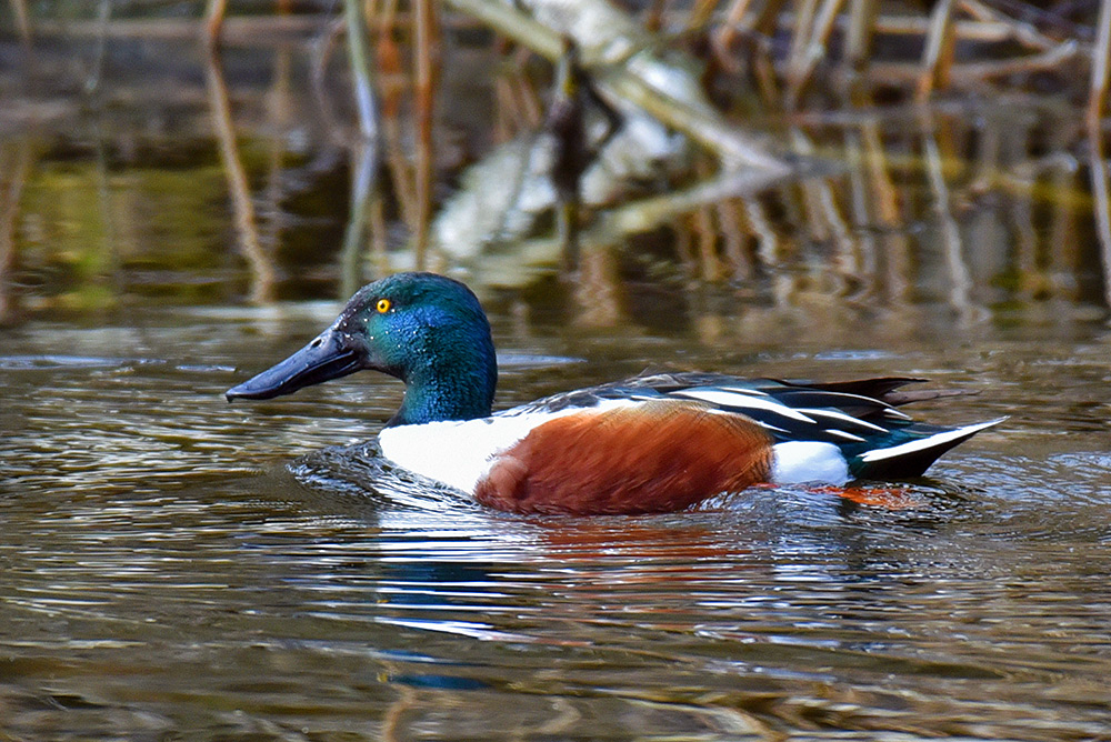 Picture of a male Shoveler
