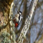 Picture of a Great Spotted Woodpecker on a dead tree