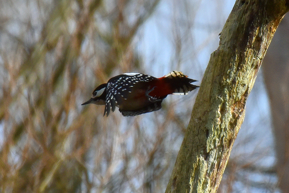 Picture of a Great Spotted Woodpecker flying off