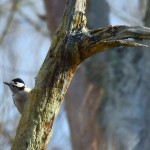 Picture of a Great Spotted Woodpecker peeking out from behind a branch