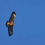 Picture of a Buzzard in flight, head turned