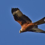 Picture of a Red Kite in the afternoon sun