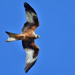 Picture of a Red Kite from below