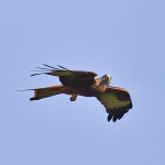 Picture of a Red Kite with a mouse