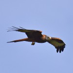 Picture of a Red Kite carrying a small animal