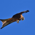 Picture of a Red Kite looking down at its talons
