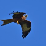 Picture of a Red Kite looking alarmed