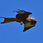 Picture of a Red Kite with its talons down