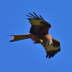 Picture of a Red Kite looking at its talons