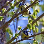 Picture of Blue Tits in a tree