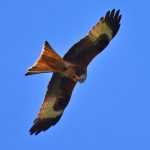 Picture of a Red Kite eating its catch in flight