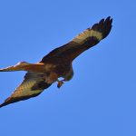 Picture of a Red Kite eating its catch in flight