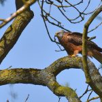 Picture of a Red Kite resting on a large branch in a tree
