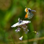 Picture of 2 Butterflies/Moths mating