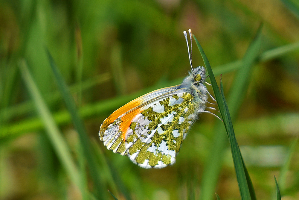 Picture of a butterfly/moth sitting on grass