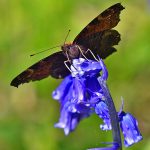Picture of a butterfly/moth on a Bluebell