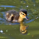 Picture of a duckling
