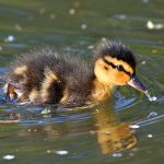 Picture of a duckling