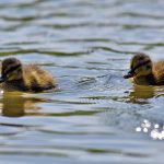 Picture of two ducklings
