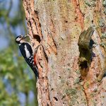 Picture of a female Woodpecker at a nest